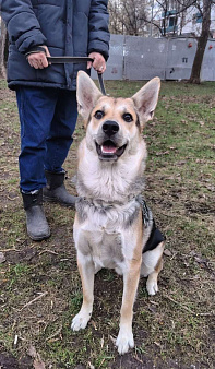 Джокер в добрые руки