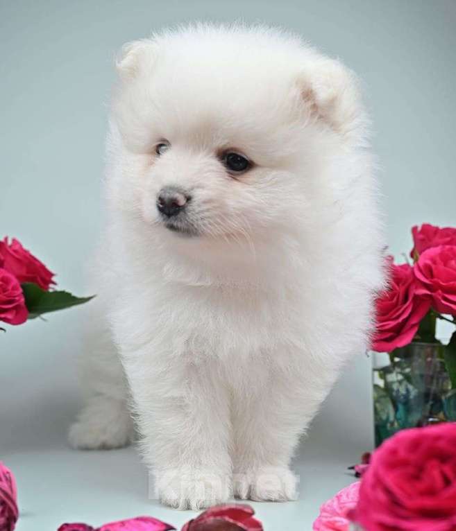 Собаки в Нижнем Новгороде: Щенок шпица Мальчик, 40 000 руб. - фото 2