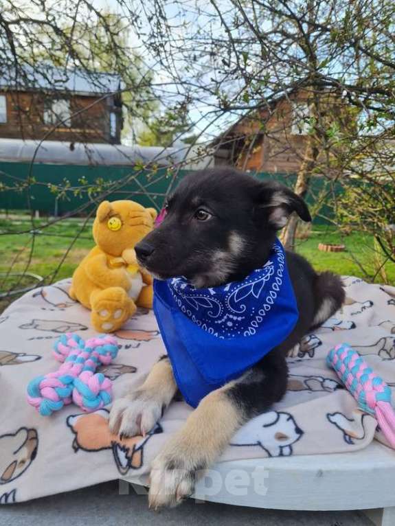 Собаки в Москве: Щенки овчарки в добрые руки Мальчик, Бесплатно - фото 9