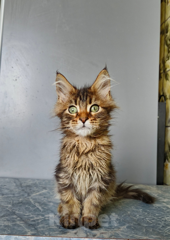 Кошки в Москве: Котёнок Мейн-кун Девочка Девочка, 40 000 руб. - фото 1
