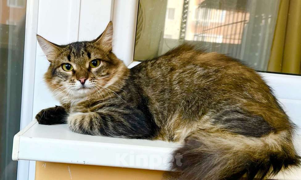 Кошки в Москве: Котик Крендель - пушистик в добрые руки Мальчик, Бесплатно - фото 8