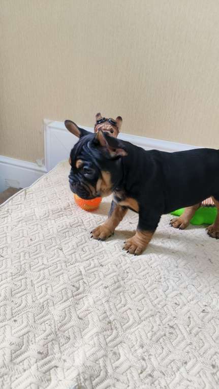 Собаки в Белореченске: Французский бульдог Мальчик, Бесплатно - фото 6