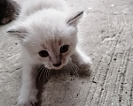 Кошки в Рассказово: Котята в добрые руки Мальчик, Бесплатно - фото 9