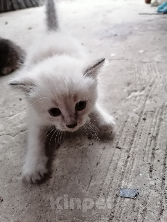 Кошки в Рассказово: Котята в добрые руки Мальчик, Бесплатно - фото 9