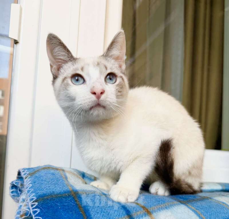 Кошки в Москве: Голубоглазый котенок Айсик в добрые руки Мальчик, Бесплатно - фото 5