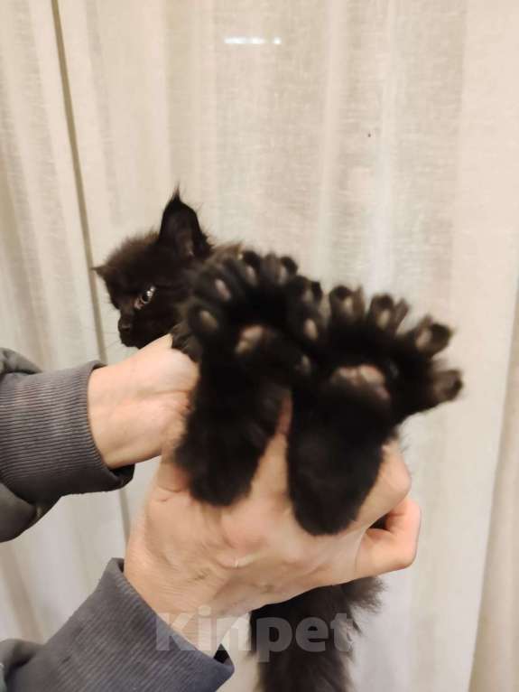 Кошки в Москве: Мейн-кун  черный дым Мальчик, 50 000 руб. - фото 7