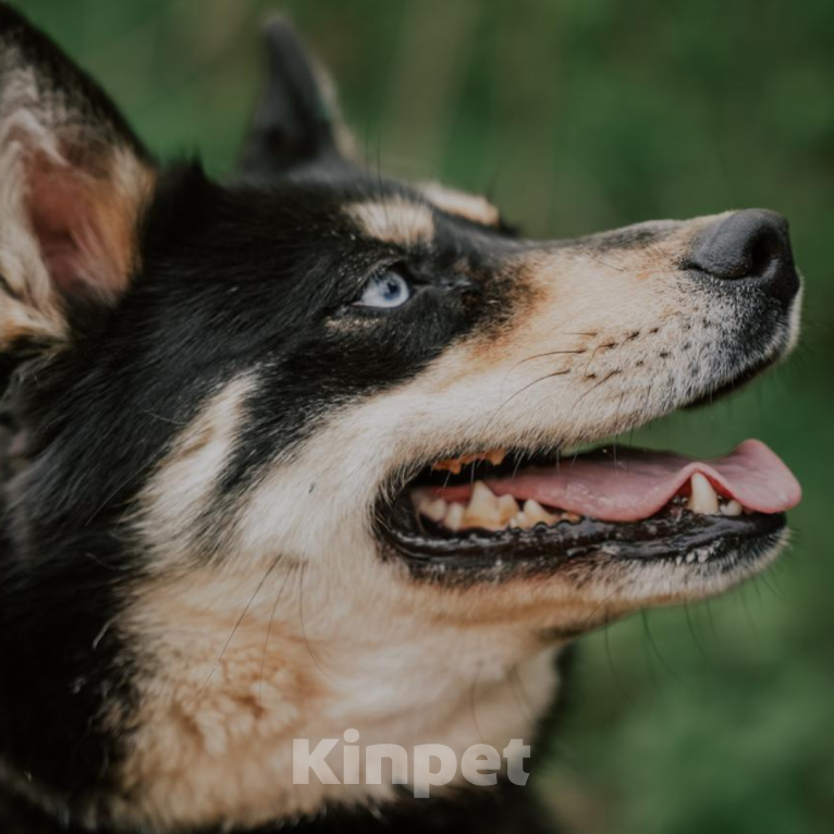 Собаки в Москве: Луна Девочка, Бесплатно - фото 2