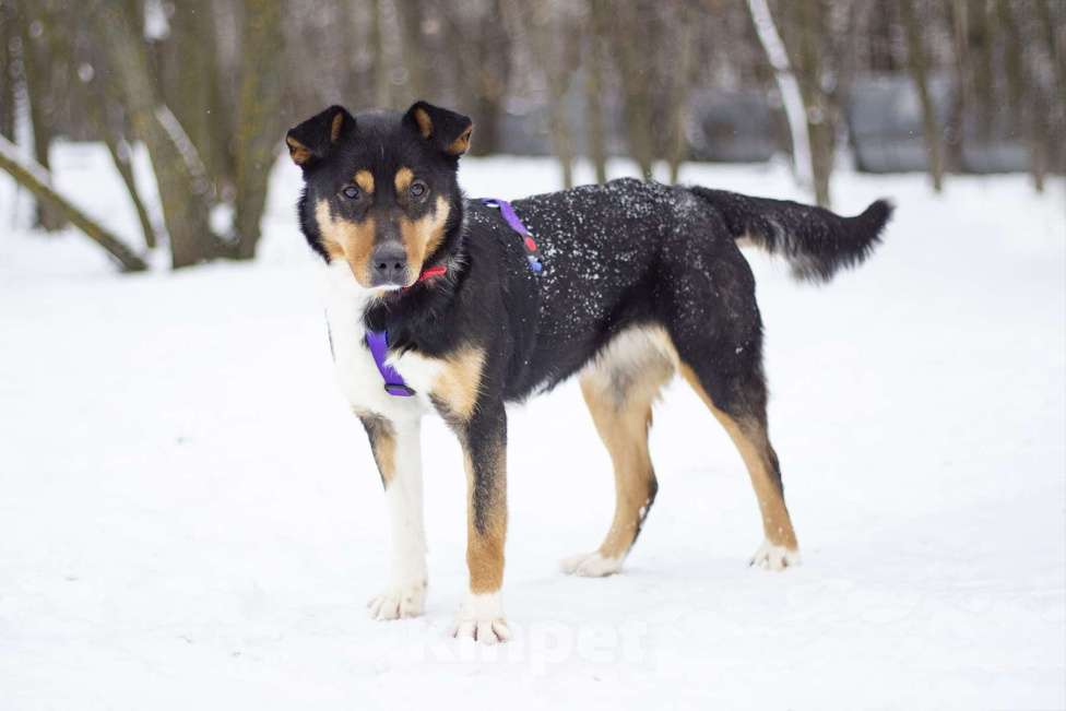 Собаки в Москве: Идеальная собака для спокойных прогулок Джеки в поисках своей семьи Девочка, Бесплатно - фото 1