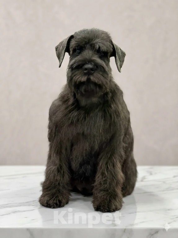 Собаки в Иркутске: Цвергшнауцер Девочка, 50 000 руб. - фото 2