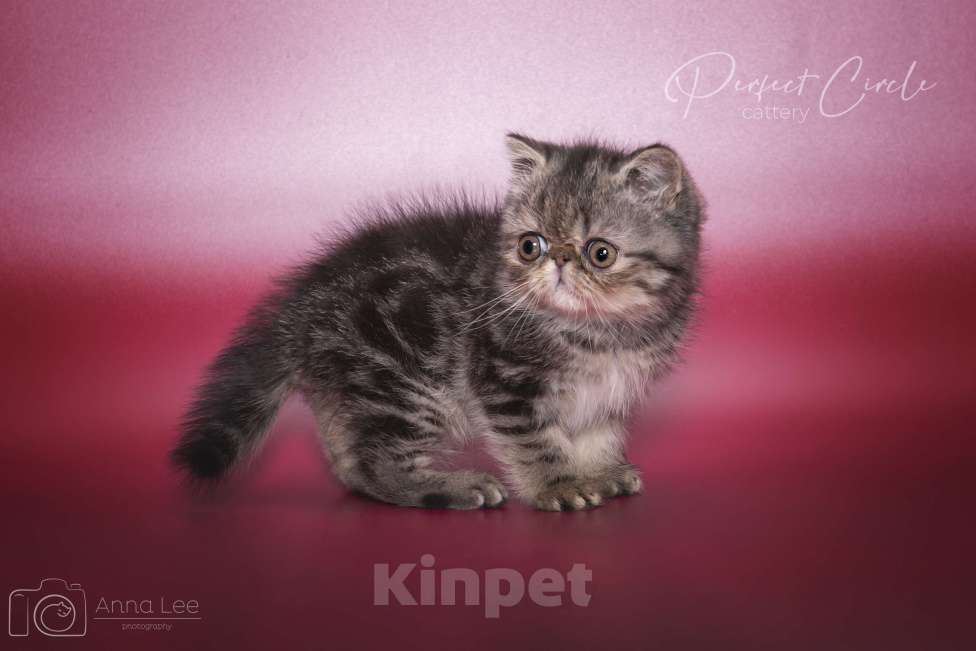 Кошки в Санкт-Петербурге: Экзотический мальчик Мальчик, 45 000 руб. - фото 6