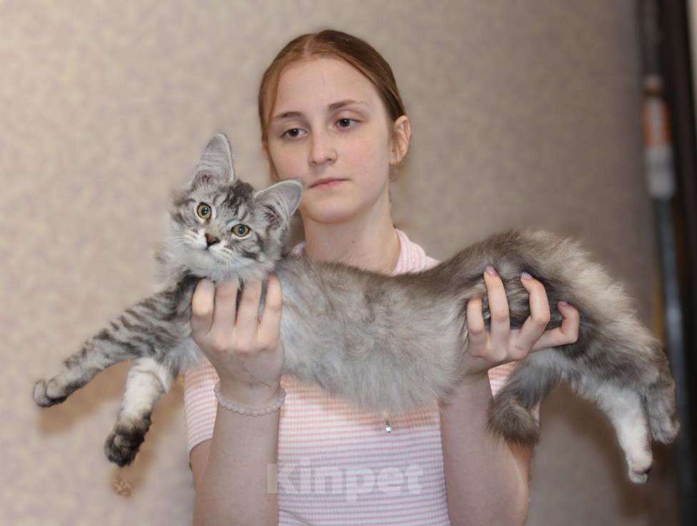 Кошки в Раменском: Муйн кун котятки Девочка, 40 000 руб. - фото 7