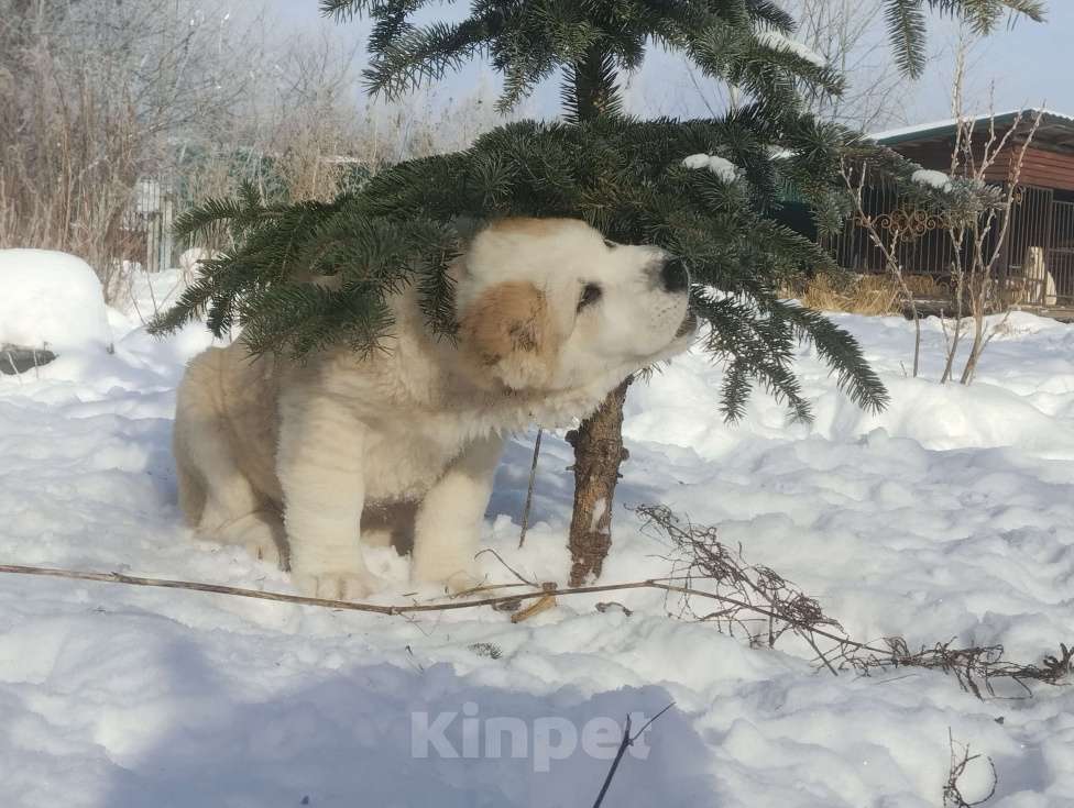 Собаки в Пскове: Среднеазиатская овчарка щенок алабай Девочка, 45 000 руб. - фото 6