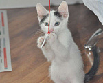 Кошки в Москве: Белый котик с двумя пятнами на головке Мальчик, Бесплатно - фото 6