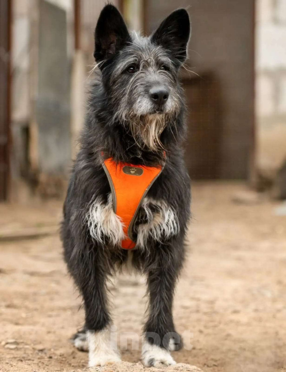 Собаки в Москве: Шанталь ищет свою семью Девочка, Бесплатно - фото 2