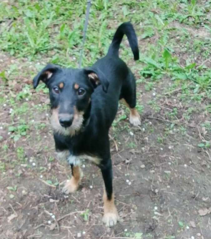 Собаки в Москве: Бородатая Рэйма Девочка, Бесплатно - фото 4