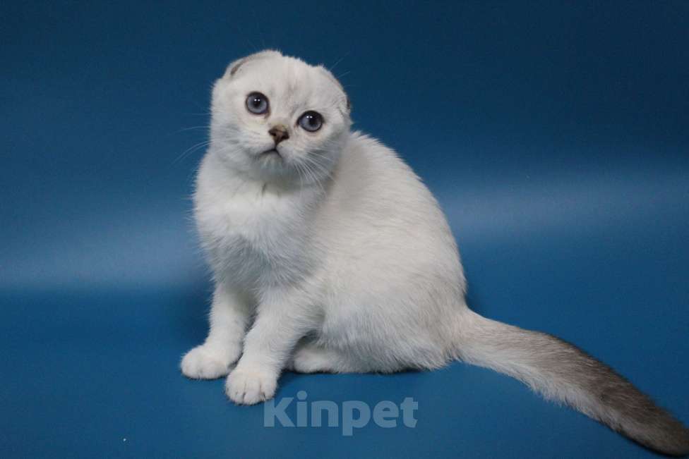 Кошки в Новороссийске: Шотландский  вислоухий котенок  Мальчик, 60 000 руб. - фото 3