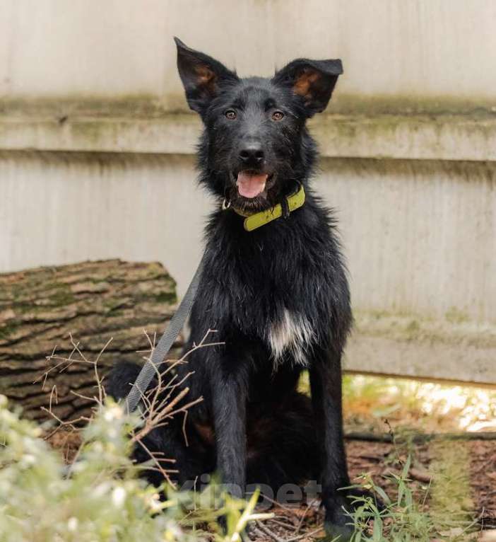 Собаки в Москве: Высокий бородатик Брэд в добрые руки Мальчик, Бесплатно - фото 2