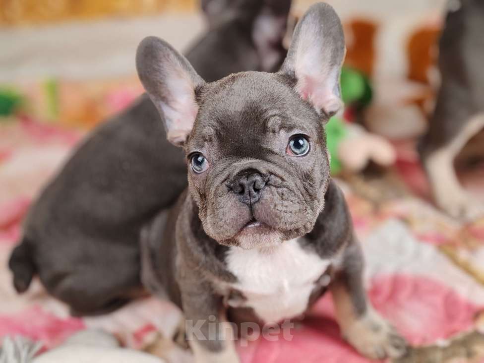 Собаки в Санкт-Петербурге: Шикарный лиловый мальчик Мальчик, 80 000 руб. - фото 1