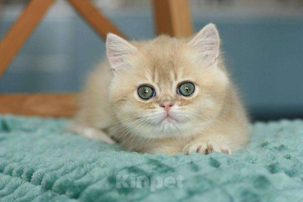 Кошки в Москве: Британский мальчик Ксеон Мальчик, 120 000 руб. - фото 8