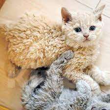 Кошки в Челябинске: Кудрявые кошечки тедди овечки Девочка, Бесплатно - фото 1