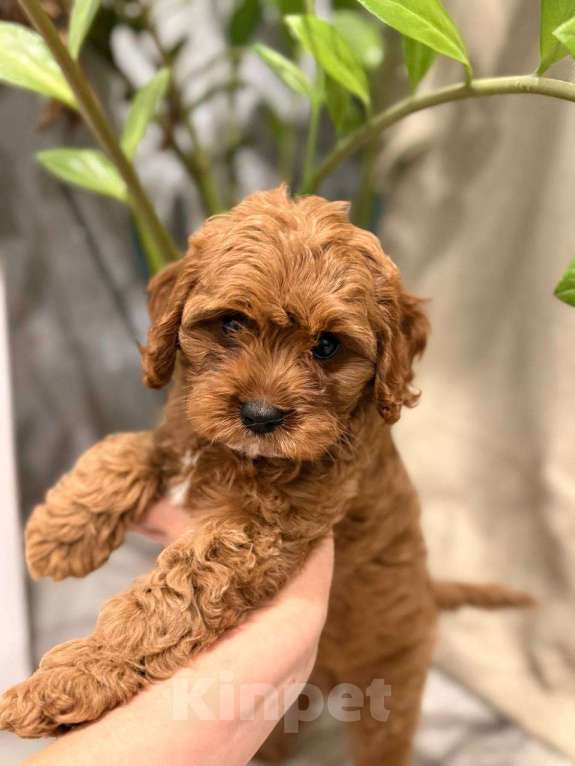 Собаки в Москве: Шикарный мини мальчик кавапу Мальчик, Бесплатно - фото 2