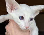 Кошки в Раменском: Ориентальный котенок Девочка, 70 000 руб. - фото 3