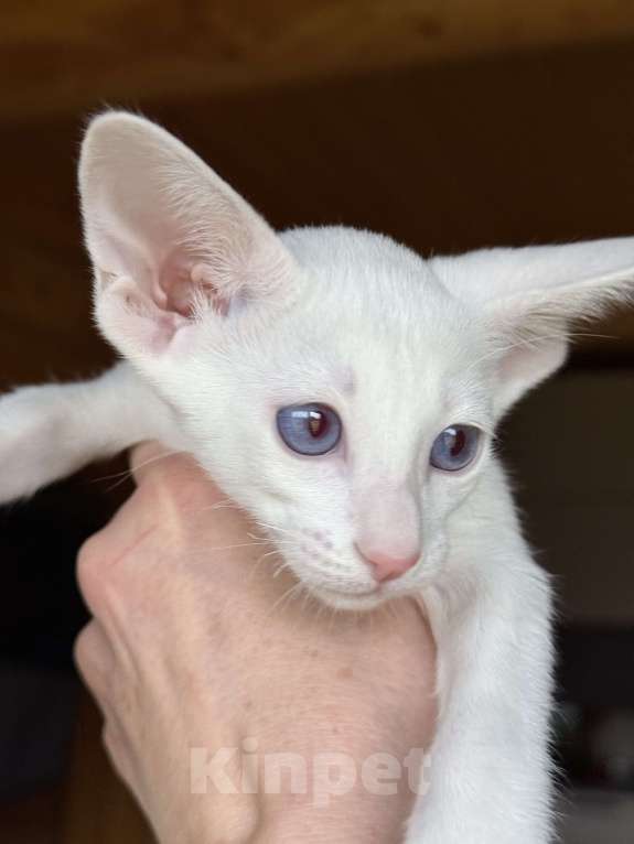 Кошки в Раменском: Ориентальный котенок Девочка, 70 000 руб. - фото 3