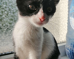 Кошки в Краснодаре: Котята Мальчик, 5 руб. - фото 4