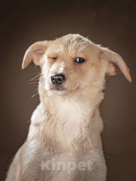 Собаки в Клине: Мелани — послушная леди готова стать вашей гордостью Девочка, Бесплатно - фото 3