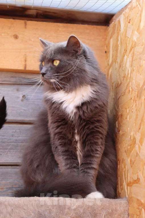 Кошки в Москве: Мягкий, пушистый, уютный кот - Пушистик Мальчик, Бесплатно - фото 8