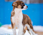 Собаки в Москве: Щенок в добрые руки Мальчик, Бесплатно - фото 6