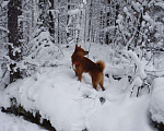 Собаки в Архангельске: Кобель карело-финской лайки для вязки Мальчик, 10 000 руб. - фото 1