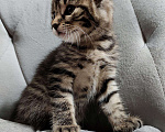 Кошки в Ливны: Котята курильского бобтейла, 12 000 руб. - фото 2