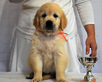 Собаки в Москве: Щенки золотистого ретривера, 60 000 руб. - фото 1
