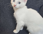 Кошки в Москве: Безумно красивый котенок Жасмин в добрые руки Девочка, Бесплатно - фото 2