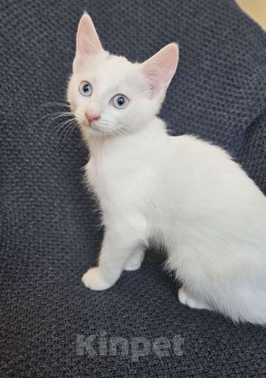 Кошки в Москве: Безумно красивый котенок Жасмин в добрые руки Девочка, Бесплатно - фото 2