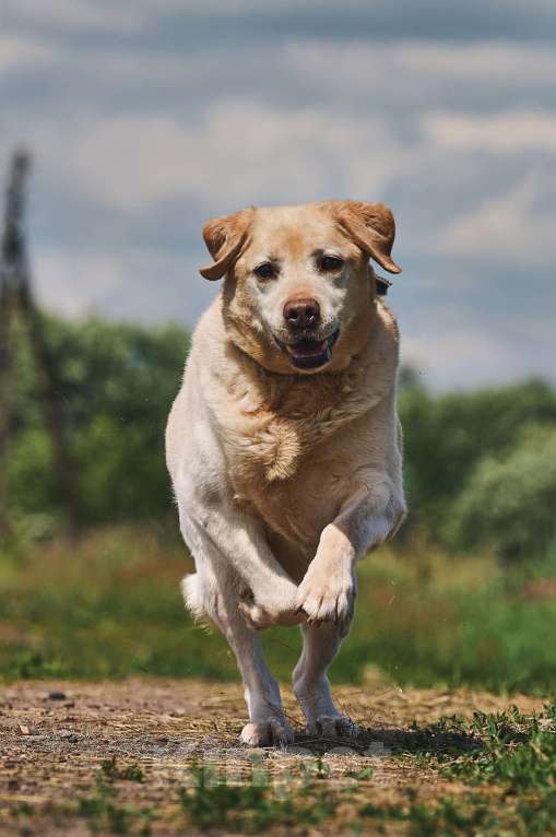 Собаки в Москве: Лабрадор Марио в добрые руки Мальчик, 1 руб. - фото 6