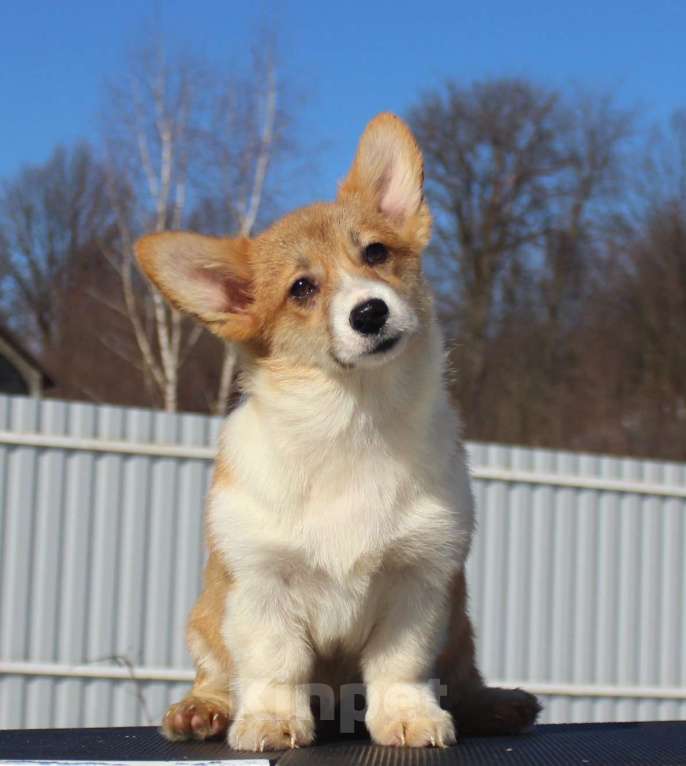 Собаки в Москве: вельш корги пемброк щенки от Интерчемпиона Девочка, 65 000 руб. - фото 9