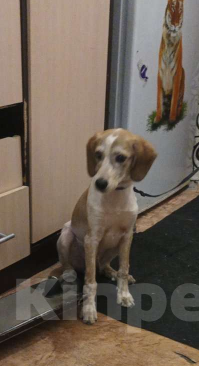 Собаки в Тюмени: Отдам собачку Мальчик, Бесплатно - фото 2