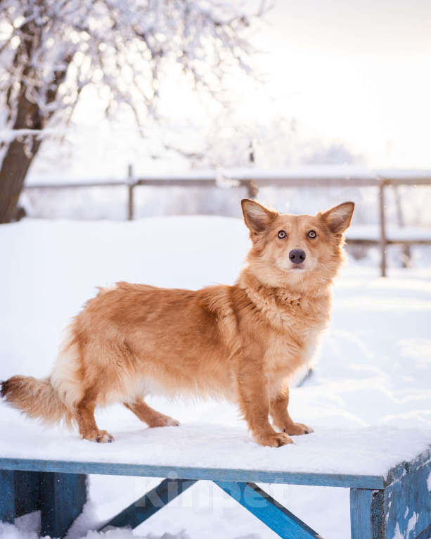 Собаки в Москве: Метис таксы в добрые руки Мальчик, Бесплатно - фото 1