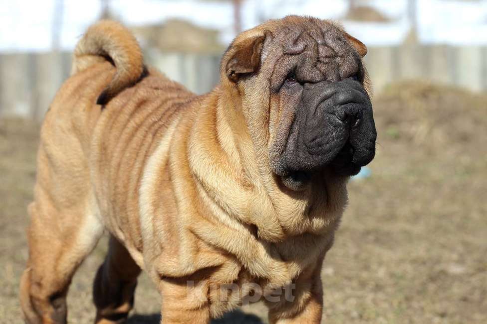 Собаки в Туле: Щенки шар пей Девочка, Бесплатно - фото 3