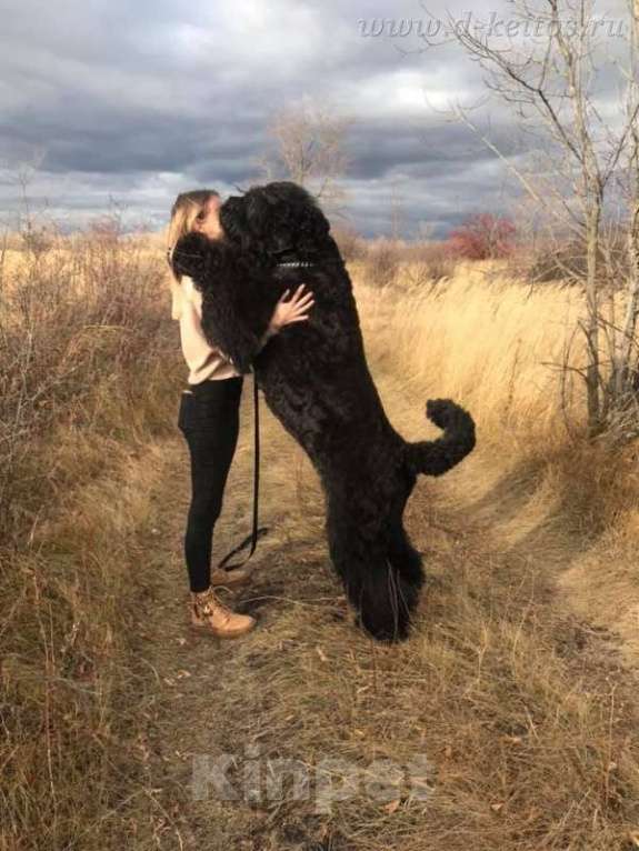 Собаки в Москве: Щенки Русского Чёрного Терьера Мальчик, 50 000 руб. - фото 6