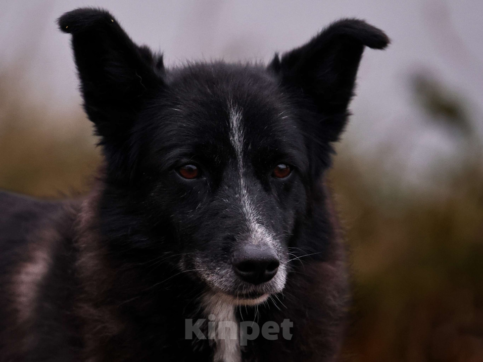 Собаки в Москве: Собака в добрые руки Девочка, Бесплатно - фото 4