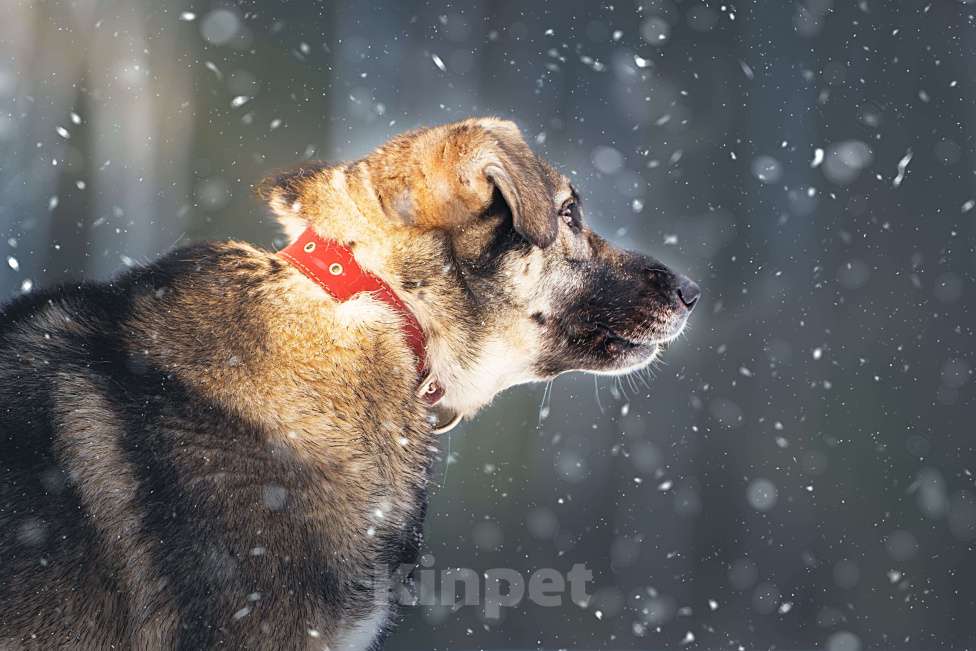 Собаки в Клине: Эстери — яркая звёздочка Девочка, Бесплатно - фото 5