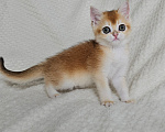 Кошки в Казани: Шотландский прямоухий котенок Девочка, 40 000 руб. - фото 3