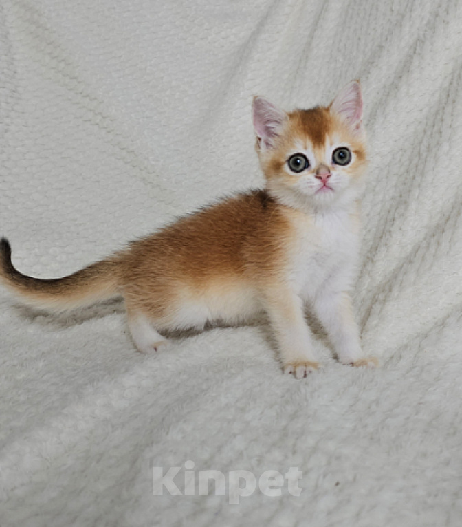 Кошки в Казани: Шотландский прямоухий котенок Девочка, 40 000 руб. - фото 3