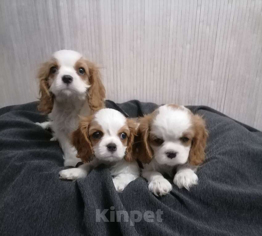 Собаки в Москве: Кавалер Кинг Чарльз спаниель 2 мес.  Девочка, 110 000 руб. - фото 3