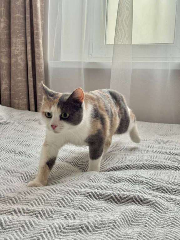 Кошки в Москве: Смешная кошечка Рикса ищет дом Девочка, Бесплатно - фото 5