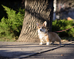 Собаки в Воронеже: Щенки Вельш Корги Пемброк Мальчик, 65 000 руб. - фото 4
