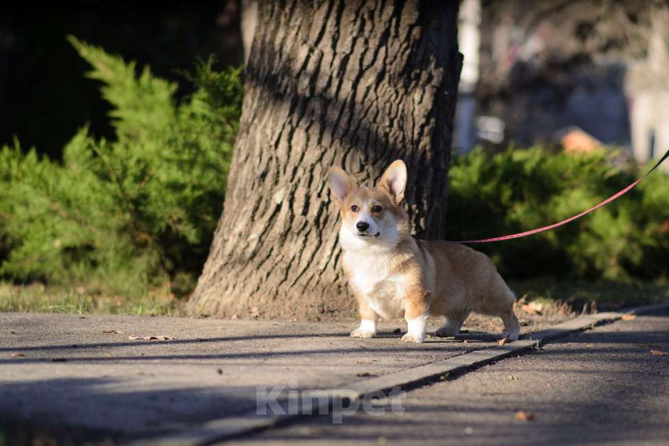 Собаки в Воронеже: Щенки Вельш Корги Пемброк Мальчик, 65 000 руб. - фото 4